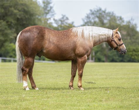 Bushland, TX. . Horses for sale in texas
